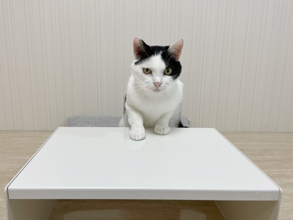黑白貓小桌前折手手端坐奴笑：能聊聊心事嗎？