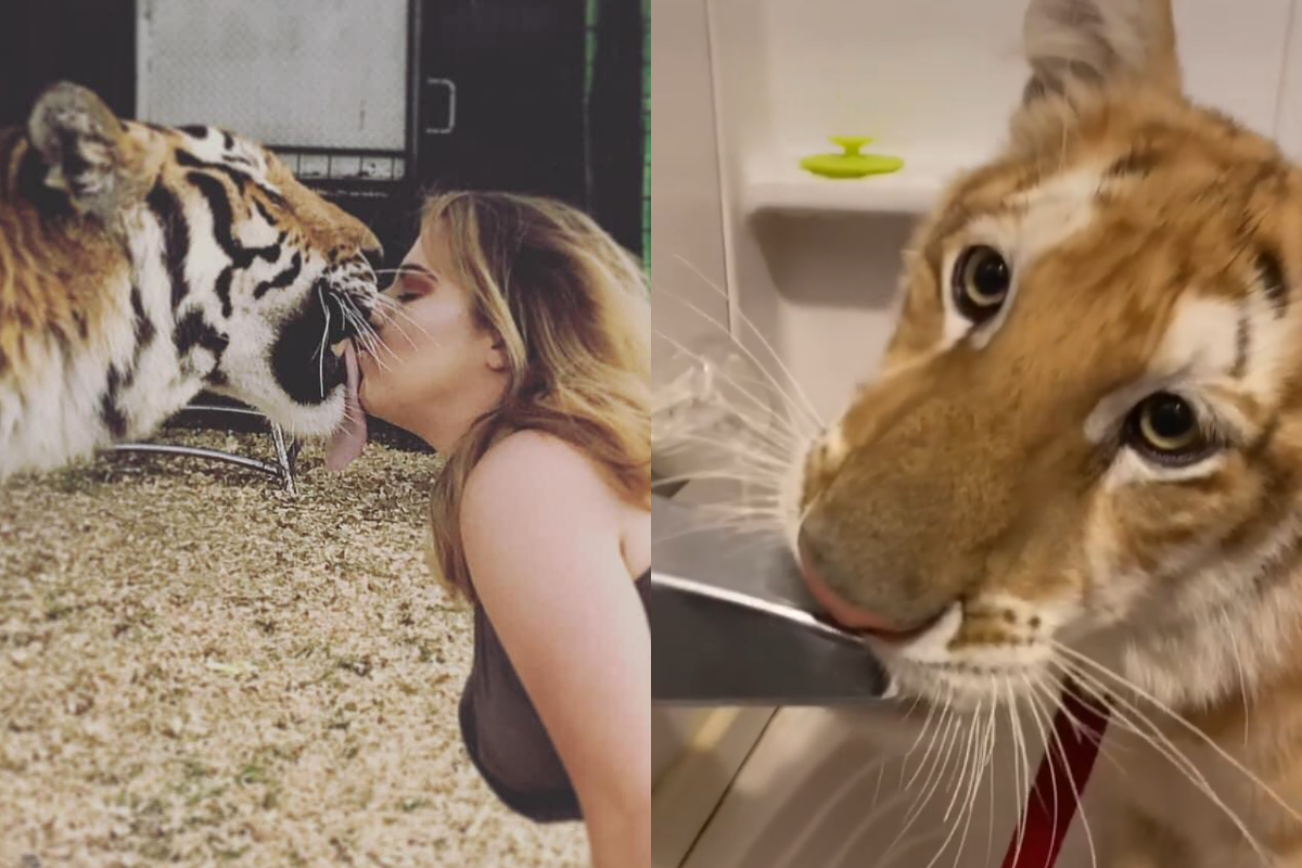 推開門驚見老虎破壞傢俱，女子大笑覺得自己生活就像酒醉！（圖／Instagram帳號：tiger_encounter） 