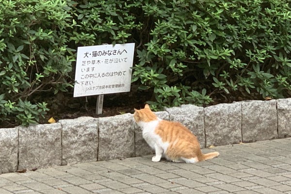貓咪站花圃前凝視告示牌　網一看內容笑：太難了啦！