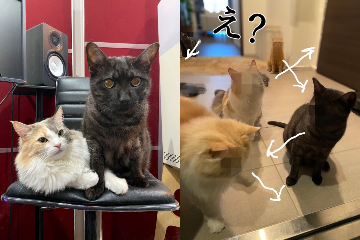 旅遊多天後回家，貓咪前來玄關卻每隻都看向別處！（圖／Twitter帳號：_amatsuki_） 