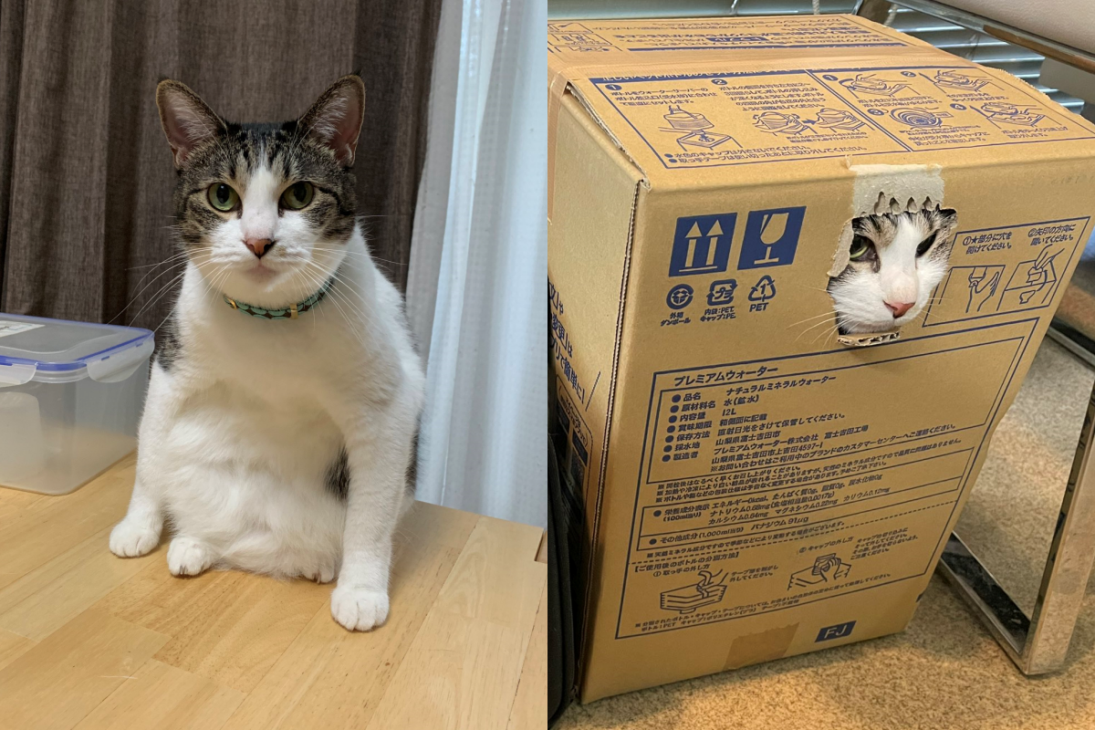 聽到要看醫生貓咪立刻躲進紙箱，沒想到竟被奴才一招破解！（圖／Twitter帳號：thisistokuzawat） 