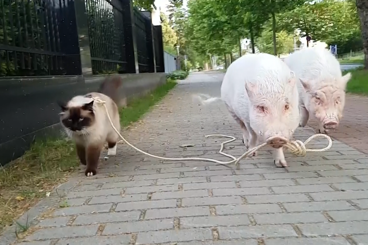 德國的飼主養的暹羅貓與迷你豬，平時會一起到外頭散步。（影／美聯社AP+Jukin Media）