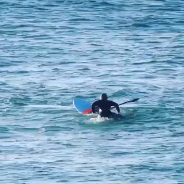 衝浪遇到一群海豚　下秒男子竟遭牠「High Five」撞飛！