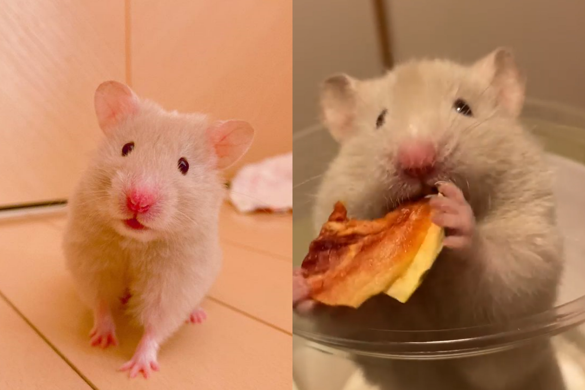 小萌鼠捧著巨大西瓜片，3秒內全部嗑光光！（圖／Instagram帳號：yuriri._.par） 