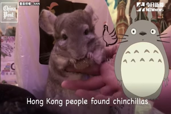 電影「龍貓」好療癒？　飼養過程其實沒那麼簡單！