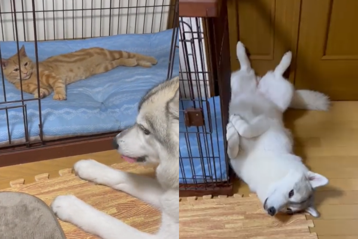 橘貓爽睡在大狗窩中，二哈只能委屈地趴在旁邊看。（圖／Twitter帳號：b09a2032c ） 