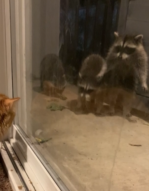 影／浣熊軍團闖民宅找食物　隔窗與橘貓對眼竟做這反應！