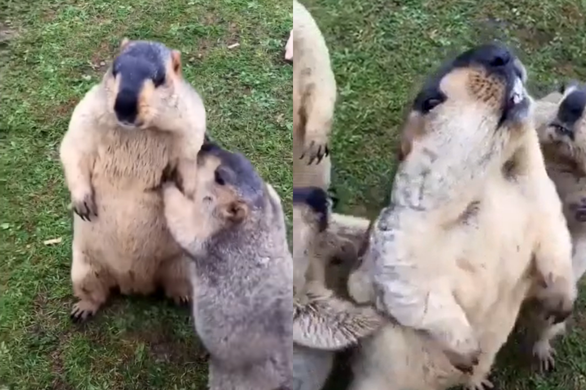 國外有一群土撥鼠，互相推擠打架，看過的人立刻笑出來！（圖／reddit帳號COVID-69420bbq）