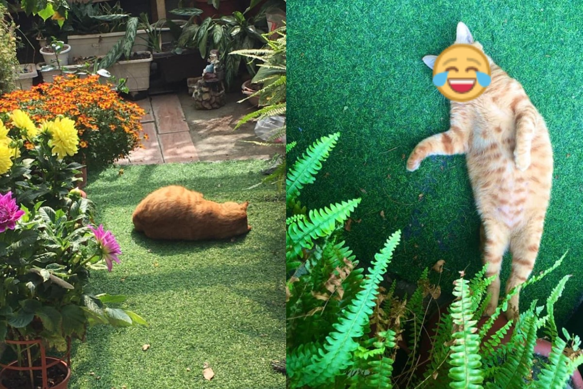 網友家後院出現一隻「炸蝦」正在曬日光浴！（圖／網友涂美玲授權提供）