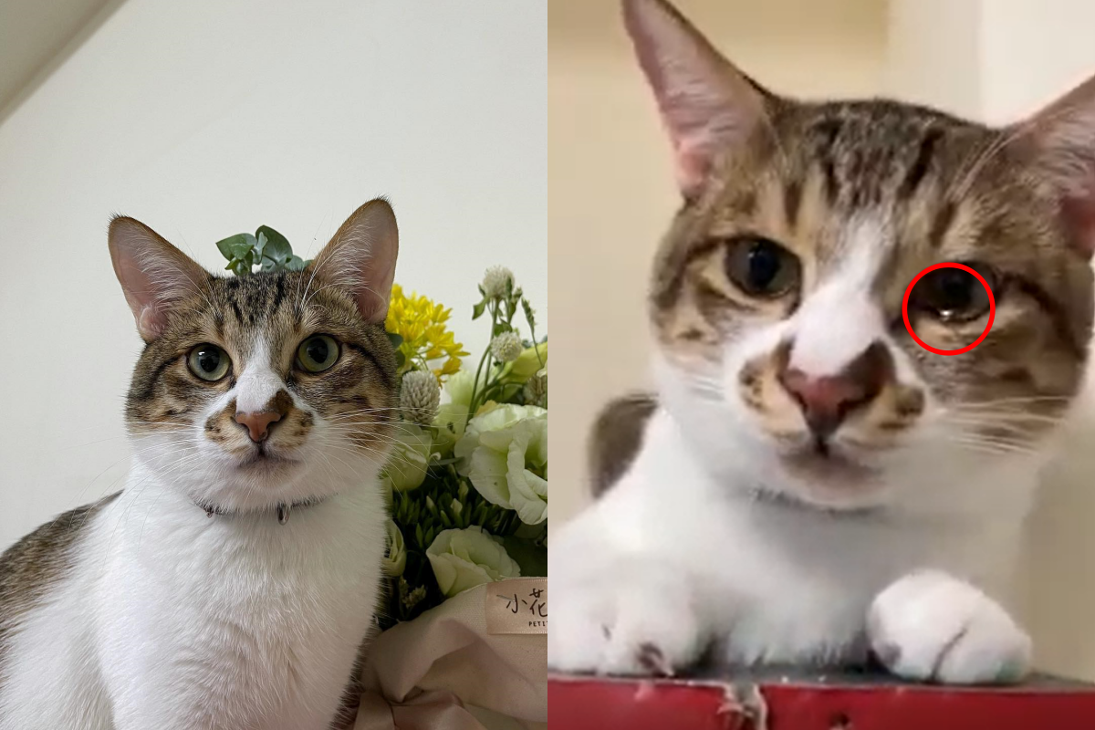 奴才出去玩托室友照顧四天，貓咪見她回家竟直接哭出眼淚！（圖／網友Vivian Yang授權提供） 