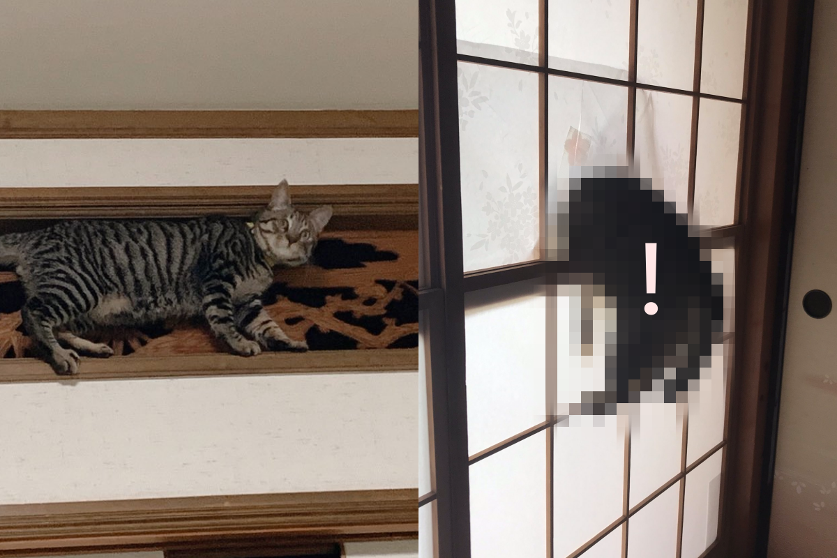 日式紙門上卡了一隻頑皮小毛怪，在上頭動彈不得。（圖／Twitter帳號：Kreuz_FF14）