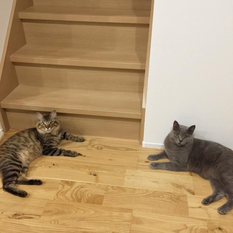 上樓要先經過這兩隻貓門神。（圖／Instagram帳號：sa.burooo）
