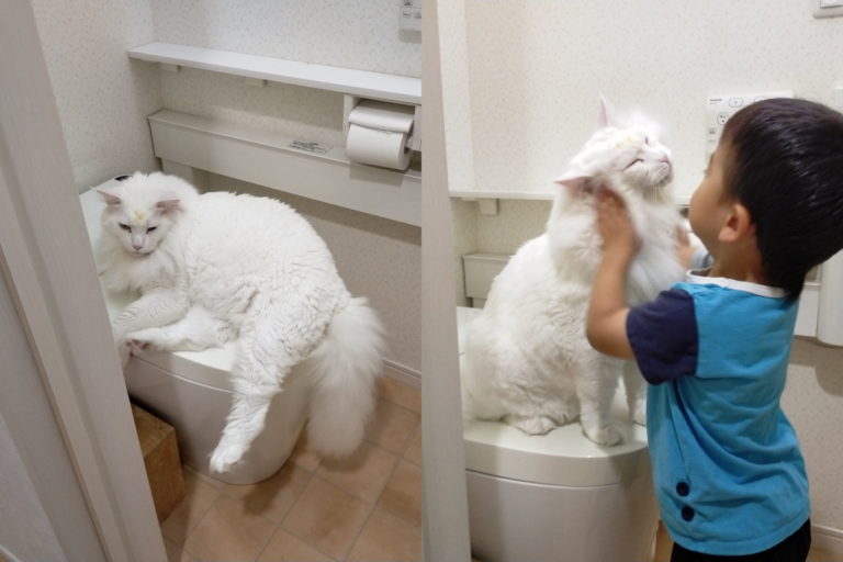 推主3歲兒子上廁所時被巨貓攔下，討摸以後才願意離開！（圖／Twitter帳號：FakeYashu） 