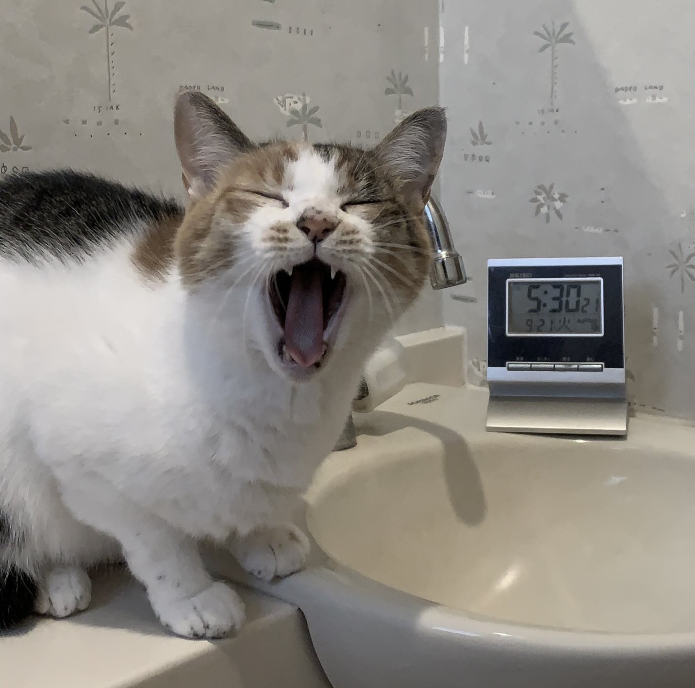 貓：快開水來給我喝！（圖／Twitter帳號：heltune）