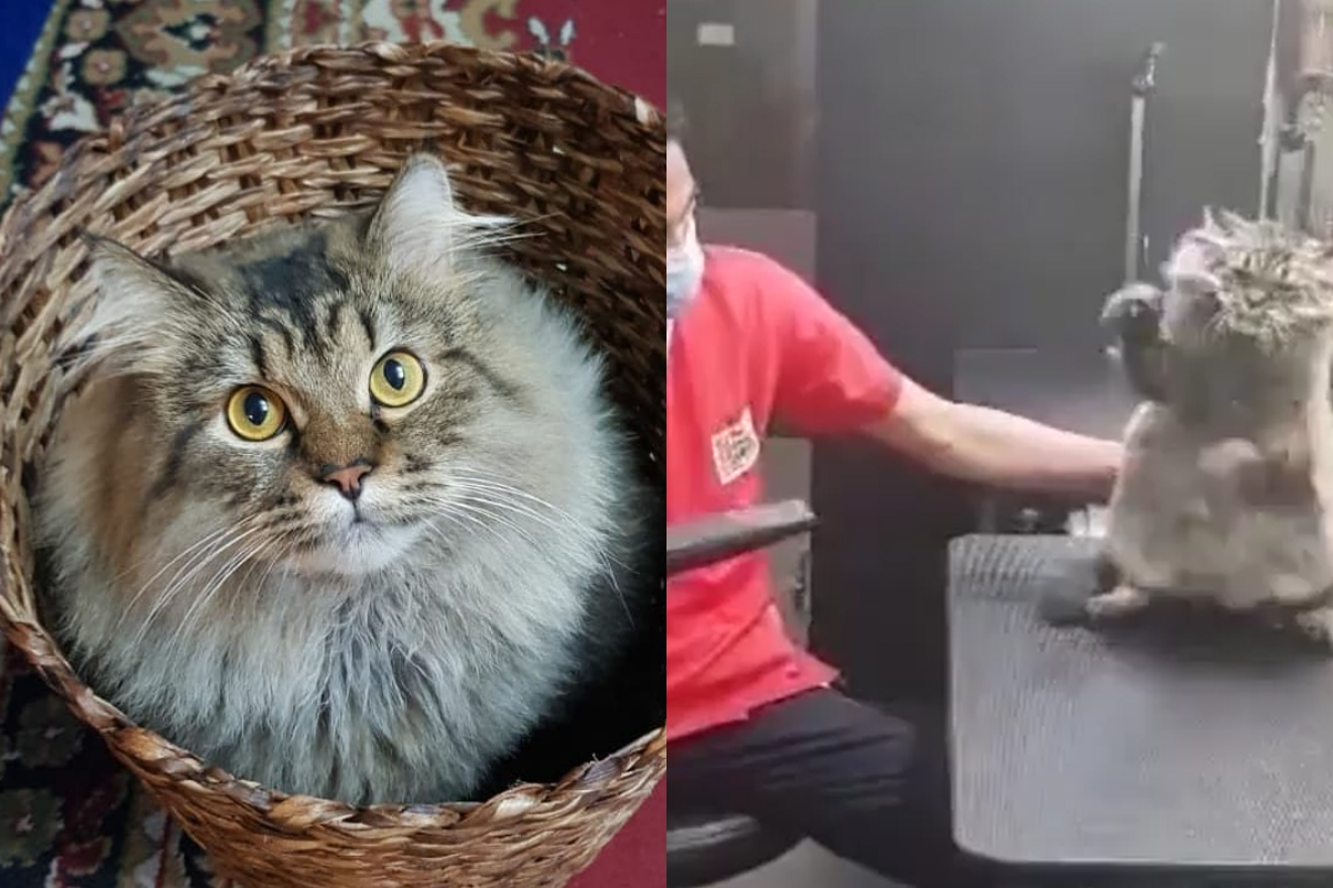 貓咪對抗吹風機，兩手奮力出拳頭！（圖／Instagram帳號：chonkywhisky）