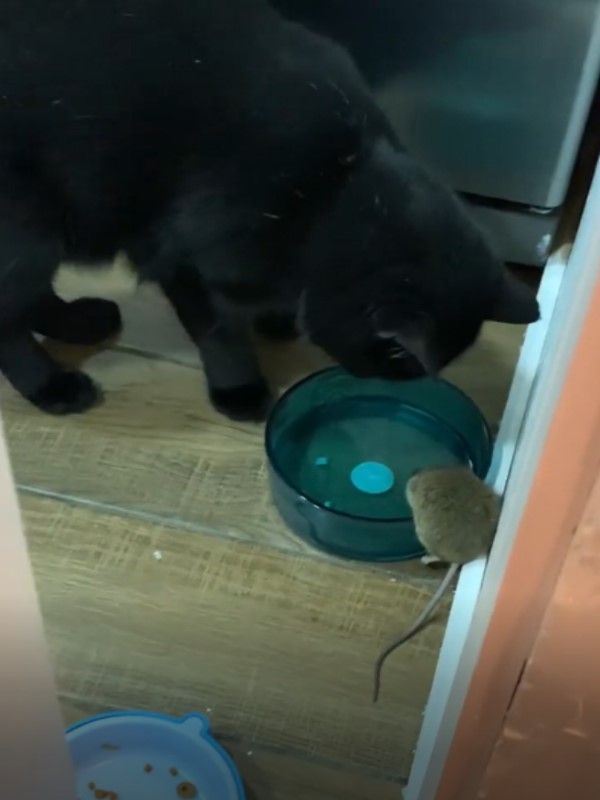 黑貓盯著水碗旁的小老鼠　下秒竟讓爸超級傻眼！