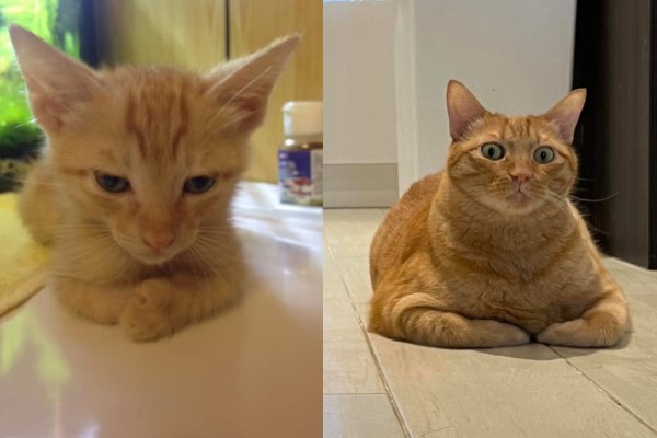 橘貓減肥一年衣服依然這麼小網一看笑噴：這是館長吧！