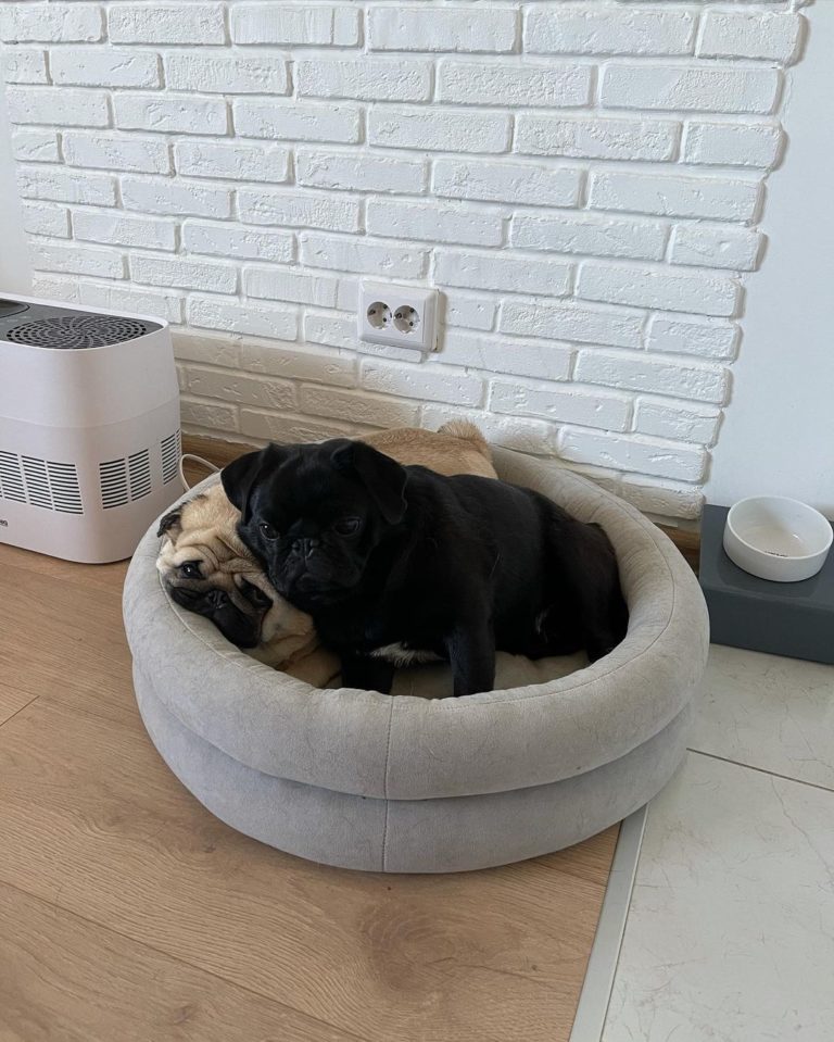 兩隻巴哥犬常常窩在一起睡覺。（圖／Instagram帳號：pug_leonid）