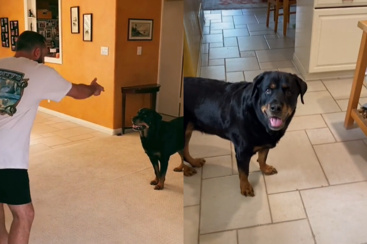 狗狗太入戲倒地，竟逼主人配合出演才願意起身！（圖／TiKTok帳號：dankarlton） 