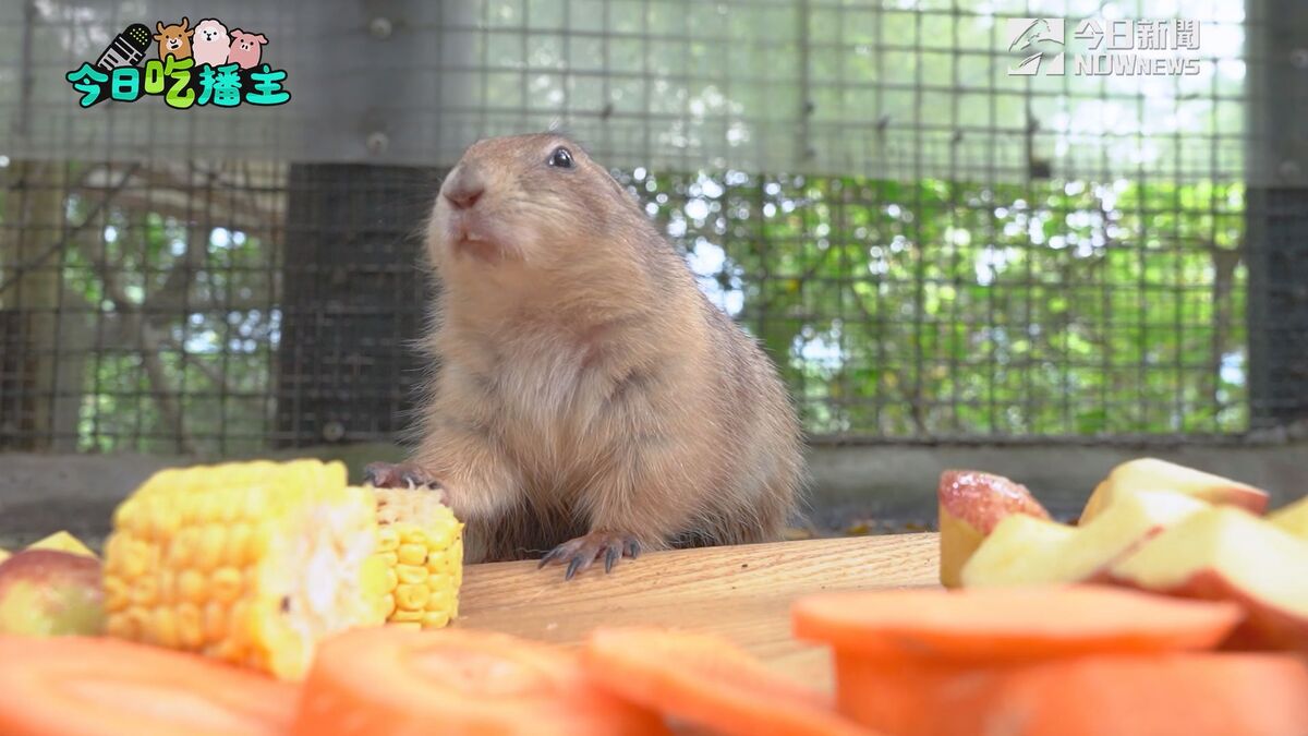 土撥鼠淘氣搶食 萌翻全網。（圖／NOWnews ）