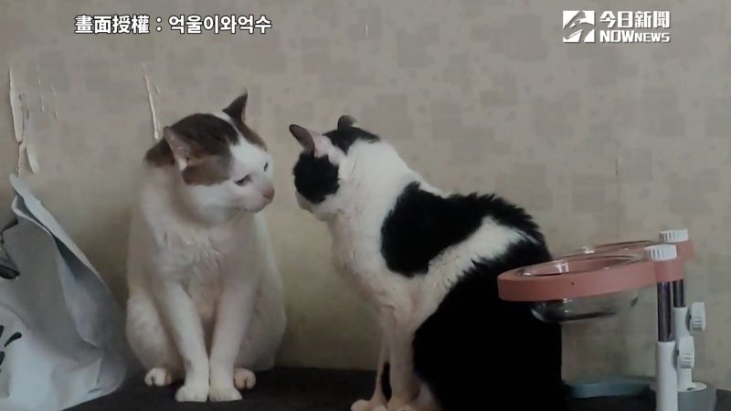 影／南韓臉蛋天才貓？天生苦瓜臉爆紅