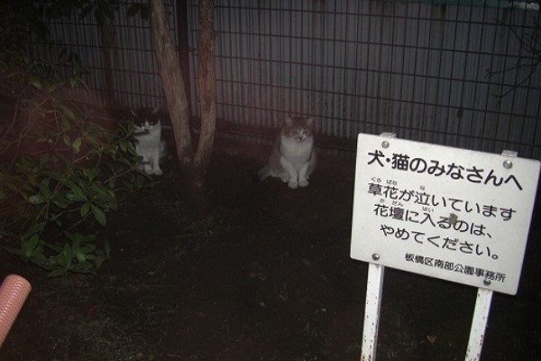 貓咪站花圃前凝視告示牌　網一看內容笑：太難了啦！