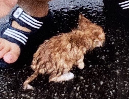 小貓全身濕答答地趴在地上，尾巴頂還被折到。（圖／Twitter帳號：pyonta_F）