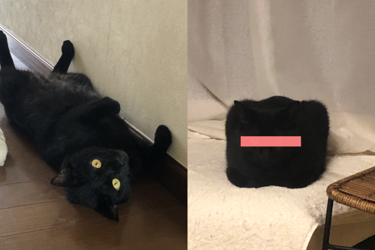 黑貓神奇擬物，不像貓的樣子非常迷惑人！（圖／Twitter帳號：masayon4） 