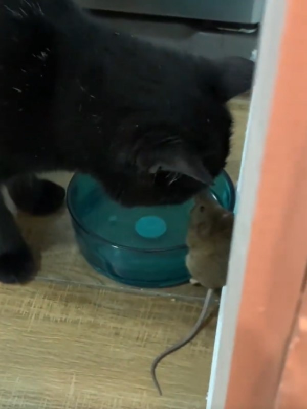 黑貓盯著水碗旁的小老鼠　下秒竟讓爸超級傻眼！