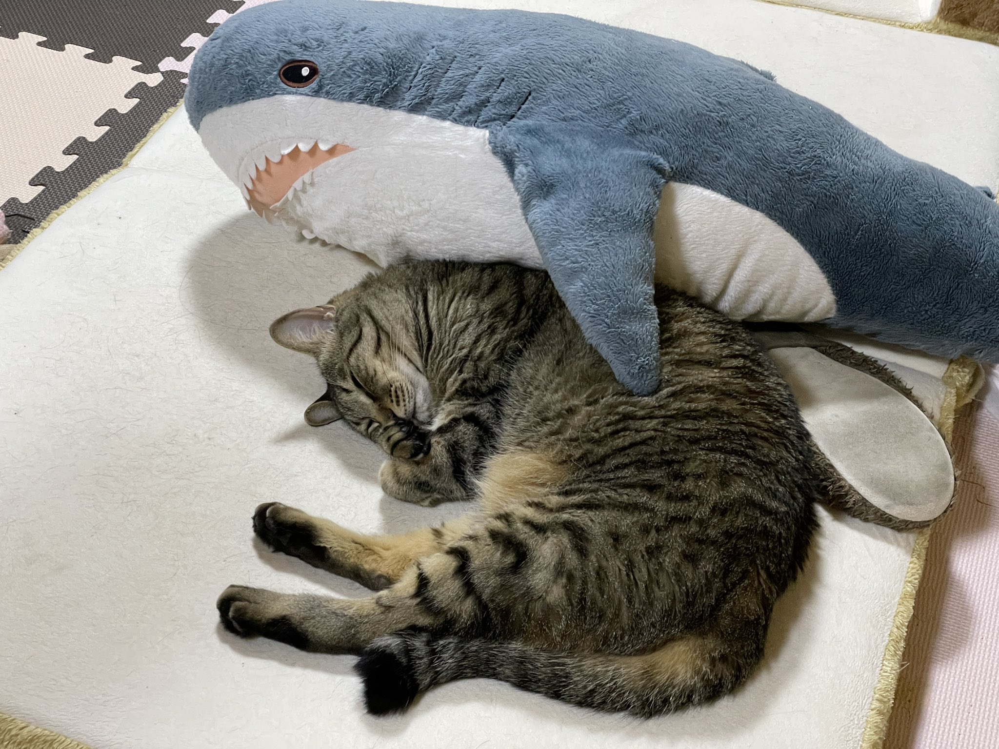 虎斑貓與牠的好朋友鯊鯊！（圖／Twitter帳號：yonasawa）
