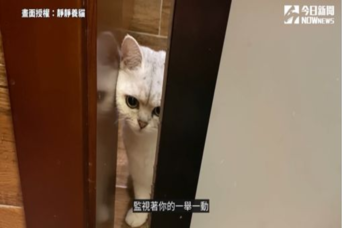 家中的貓咪，時常都會在主人去洗澡或上廁所時偷偷看你的一舉一動。（圖／靜靜養貓授權）