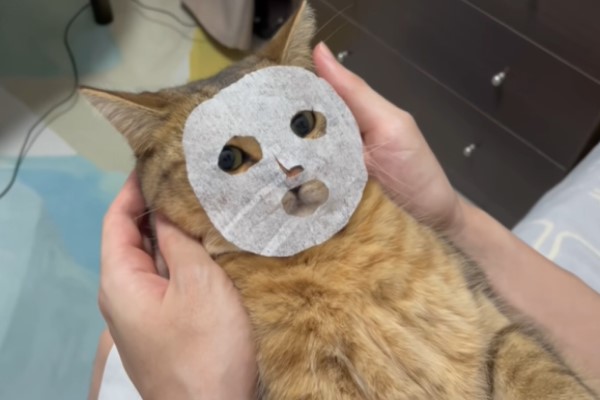 推主用紙巾做面膜　貓咪一臉享受笑翻網友！