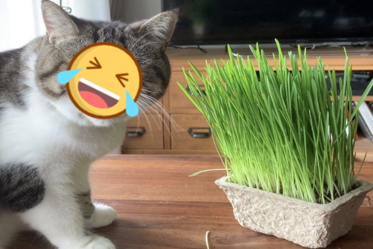 日本一隻貓咪初體驗新鮮貓草，竟然露出非常嫌棄的表情！（圖／twitter帳號nemurineco___）