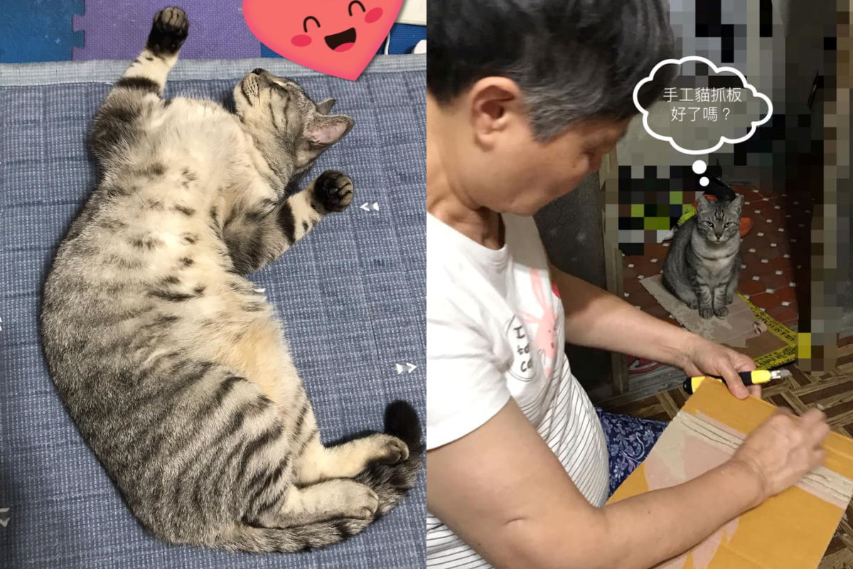 一隻灰白虎斑鄰居貓老是喜歡到網友家串門子，甚至躺床大剌剌睡翻！（圖／網友洪向辰（韓國小丸子）授權提供）