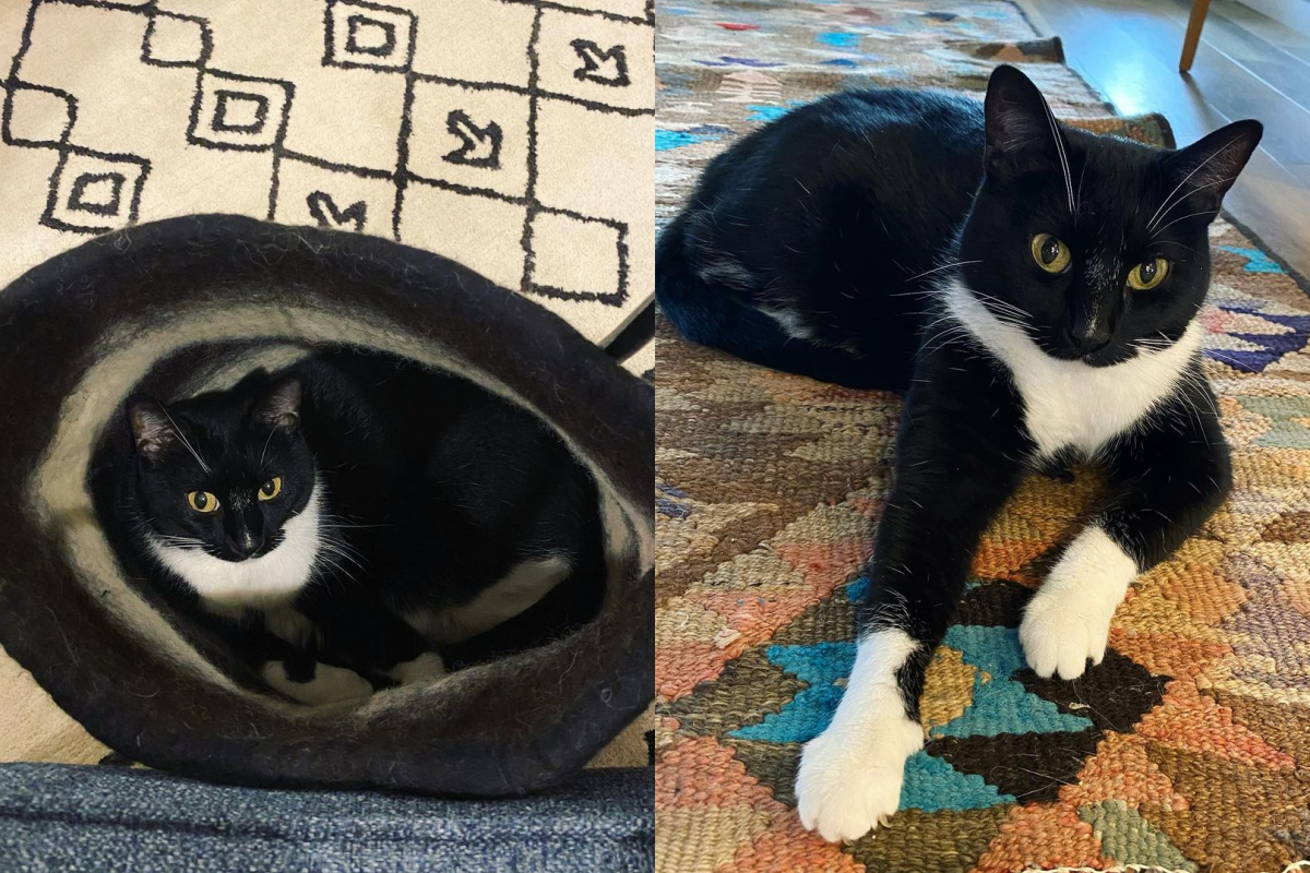 黑白貓霸佔了奴才的作品，直到被餵零食才情願離開！（圖／Instagram帳號：lisa_hinrichs_art） 