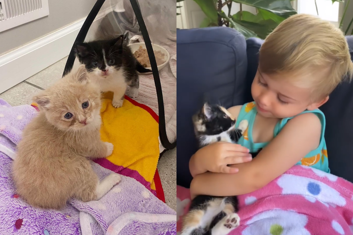 男孩從小在貓堆中長大，成長過程超令人羨慕！（圖／Instagram帳號：rukasthecat） 