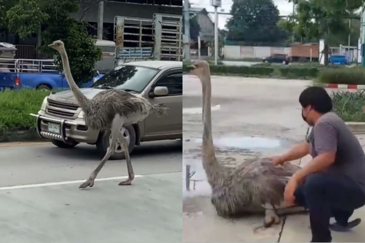 泰國春武里府（Chonburi）街道上出現鴕鳥。（圖／翻攝自推特）