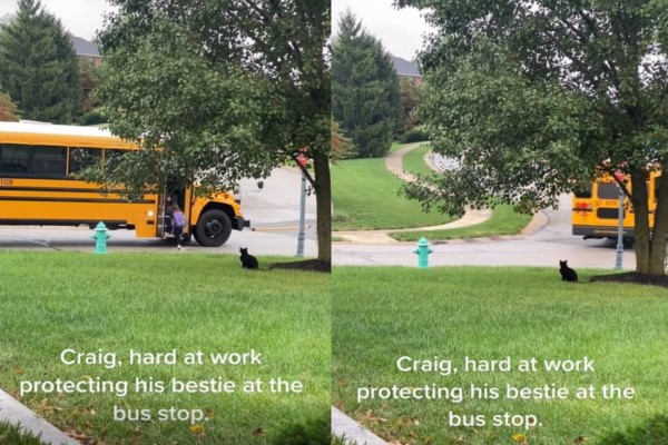 賓士貓每天陪小主人等校車 目送她離開:等妳回來喔!