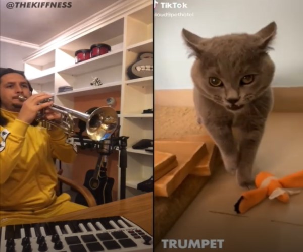 音樂家將貓叫聲改編成魔性洗腦歌　網驚艷：聽一次就記得！