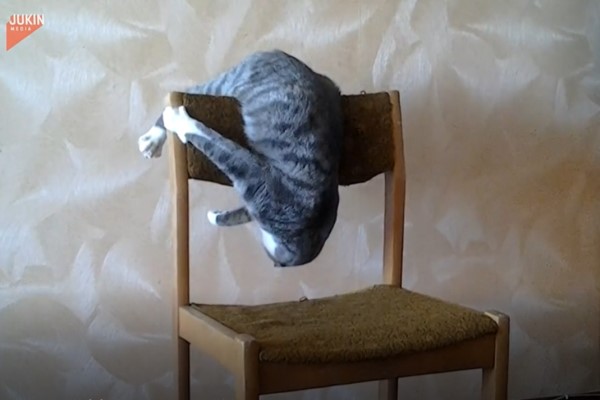 影／虎斑貓花式翻滾攻擊椅子　網笑：可以比奧運體操了！
