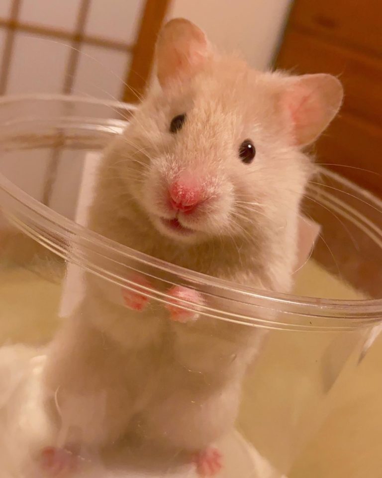 當牠坐在塑膠杯時，就代表飼主要餵食物了！（圖／Instagram帳號：yuriri._.par）