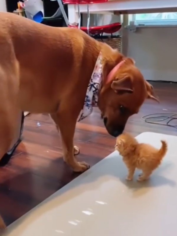 大狗對小橘貓一見鍾情　細心伴隨照顧：我來當你媽媽！