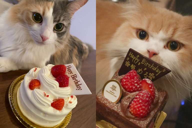 貓咪生日時都會特別購買蛋糕慶祝，上面的巧克力片還有標注名字。（圖／Twitter帳號：_amatsuki_）