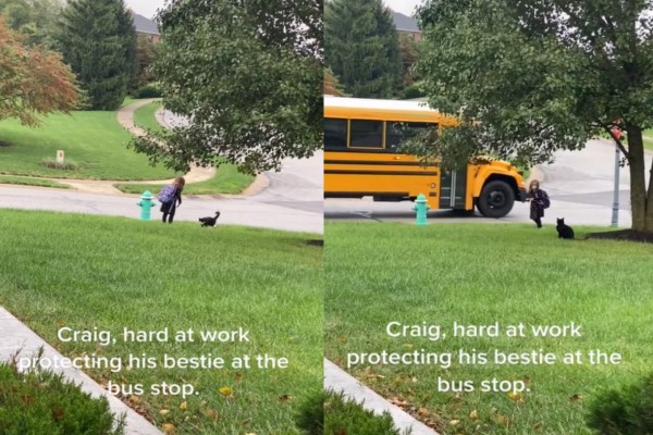 賓士貓每天陪小主人等校車 目送她離開:等妳回來喔!