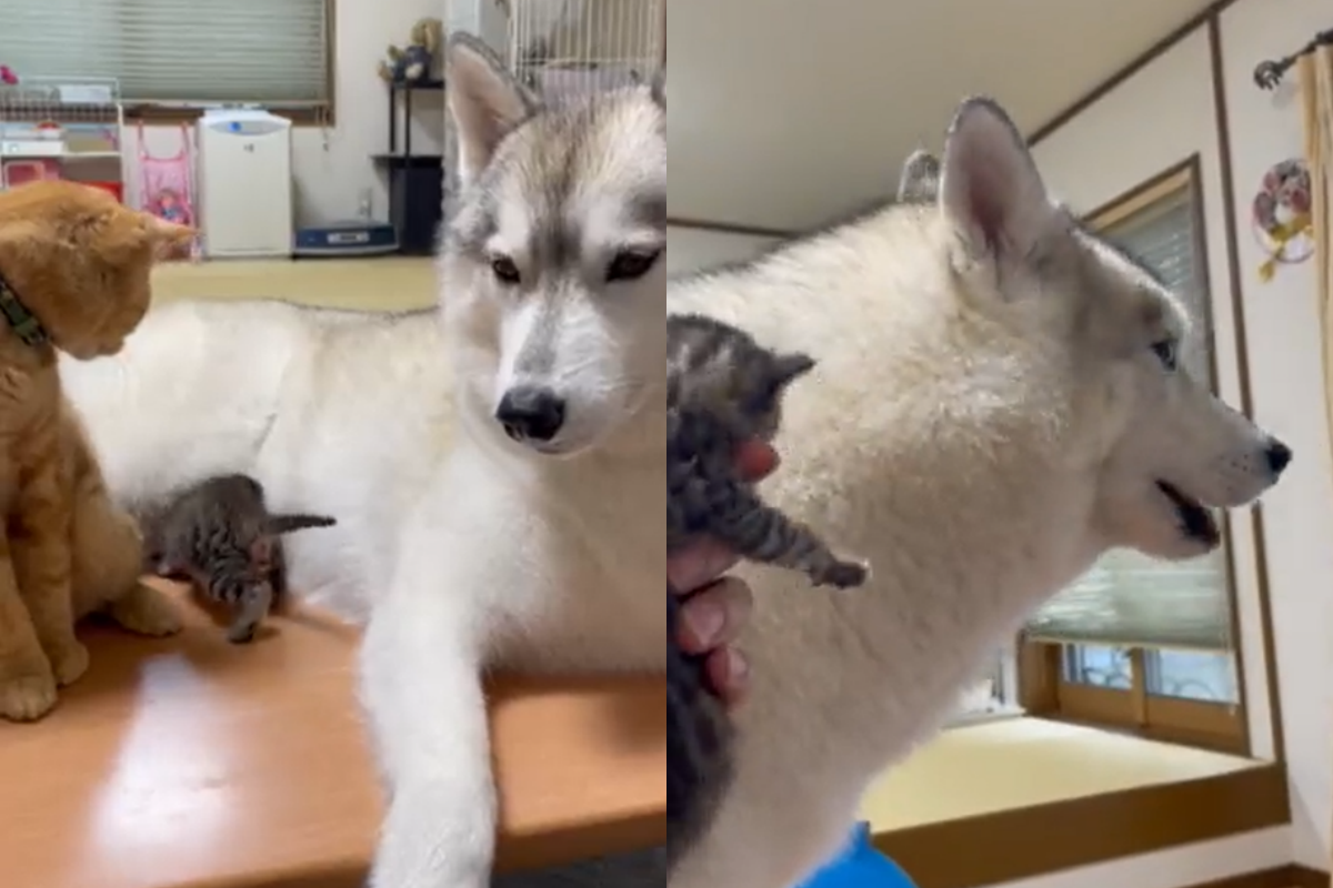 奶貓一直哭聲音很大，旁邊二哈聽到後反應超爆笑！（圖／Twitter帳號：b09a2032c） 