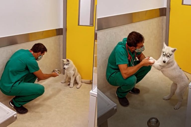 葡萄牙一名獸醫師替狗狗打預防針時出奇招，讓狗狗完全不害怕打針！（圖／IG帳號andresantosvet）