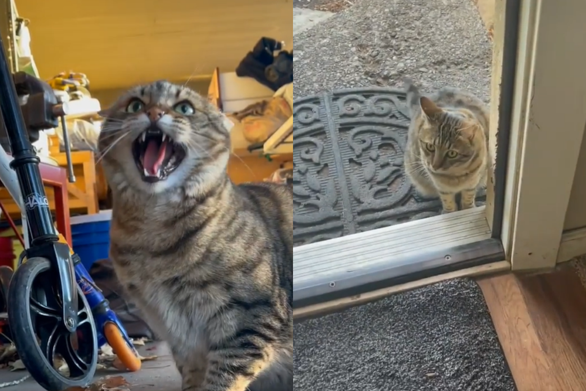 一隻鄰居貓經常出現在女子家，對人氣噗噗哈氣討飯。（圖／IG帳號madmia323）