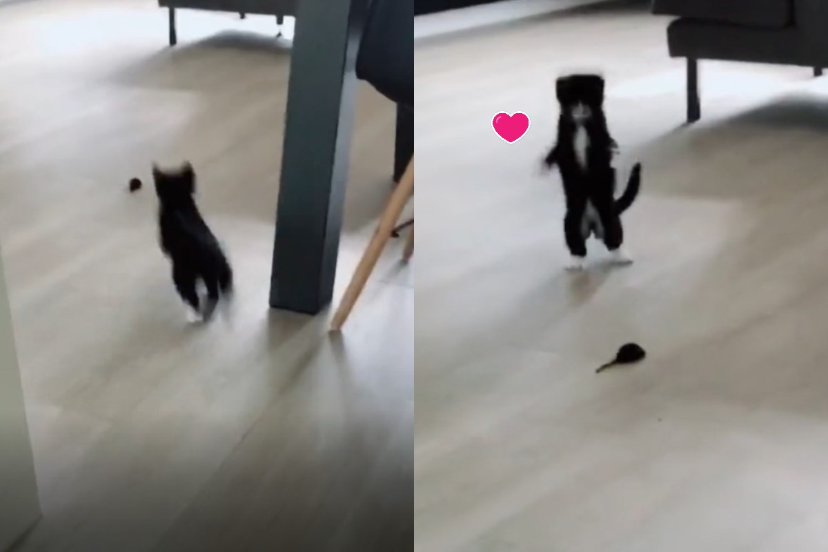 小貓一玩玩具就興奮地跳躍！（圖／tiktok帳號diekevanderschans）