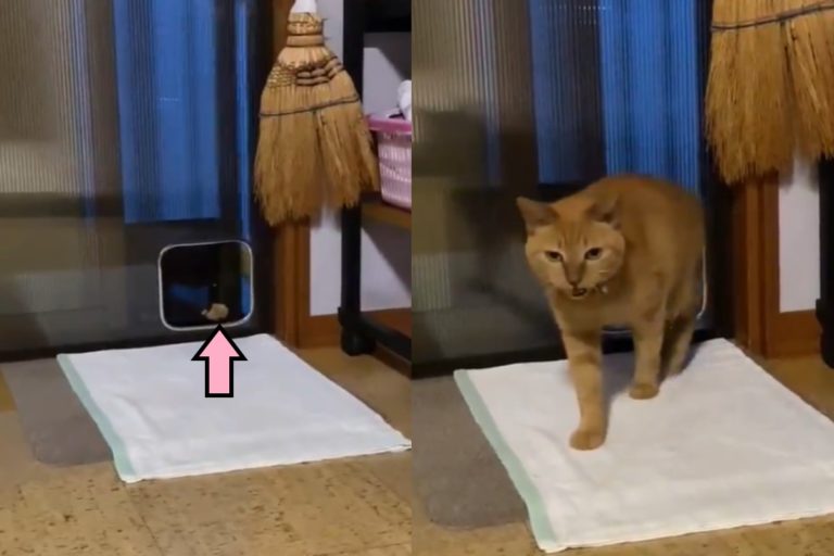 日本一隻橘貓不喜歡鑽貓門，牠的進屋方式讓許多網友都好驚艷！（圖／twitter帳號Dream_Cat_P）
