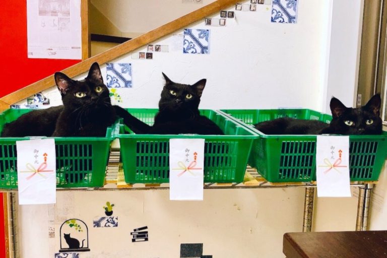 日本一名飼主家的黑貓聚集在蔬果籃子裡。（圖／twitter帳號kgrmnk）